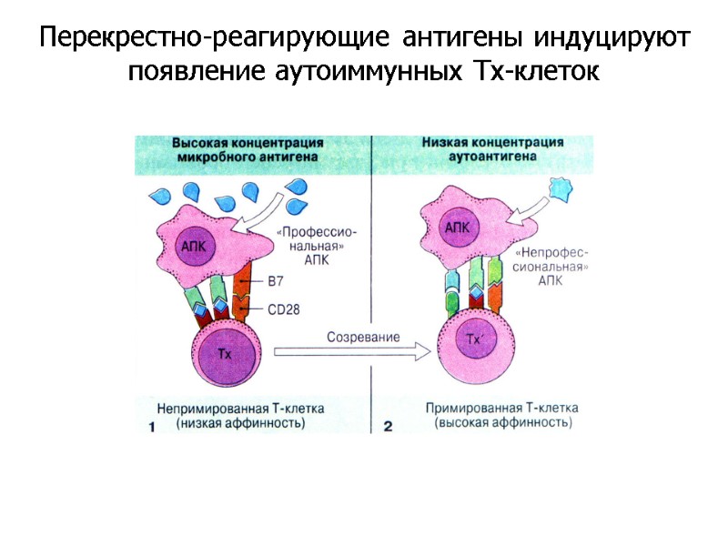 Перекрестно-реагирующие антигены индуцируют появление аутоиммунных Тх-клеток